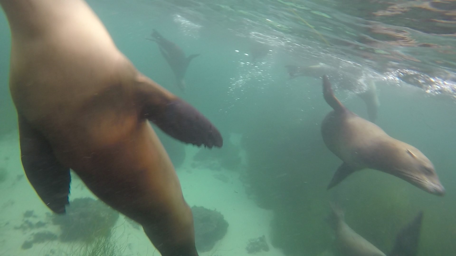 Sea lions in La Jolla Cove.